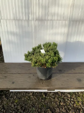 Pinus mugo #1