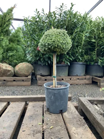 Abies koreana 'Silberperle' #2