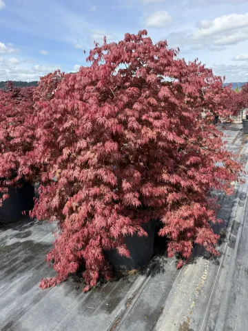 Acer palmatum dissectum Orangeola #25