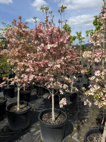 Cornus florida Cherokee Brave #15
