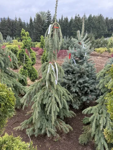 Picea glauca Pendula 5-6'