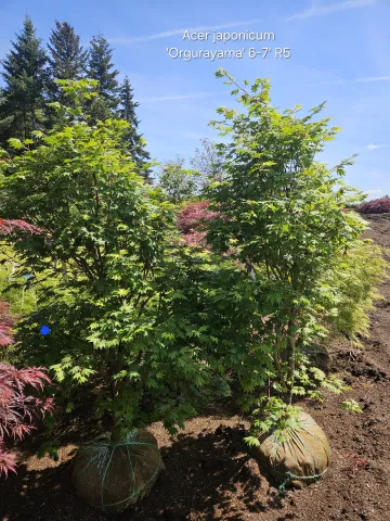 Acer japonicum 'Orgurayama' 6-7'