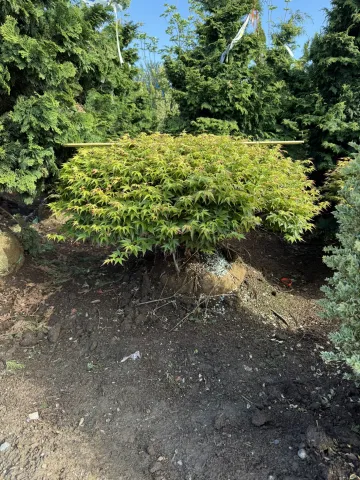 Acer palmatum 'Murasaki Kiyahome' 3' R5