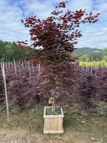 Acer palmatum 'Bloodgood' Cedar Box 15"