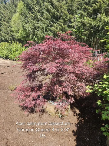 Acer palmatum dissectum 'Crimson Queen' 4-5' 2-3" R5