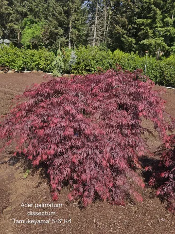 Acer palmatum dissectum 'Tamukeyama' 5-6' K4