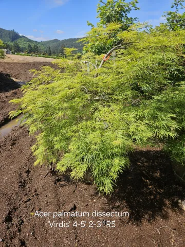 Acer palmatum 'Virdis' 4-5' 2-3"