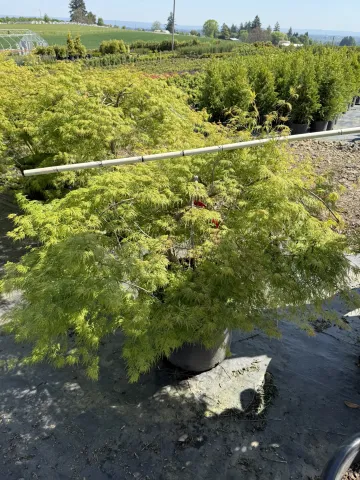 Acer palmatum dissectum 'Emerald Lace' #20 4' +