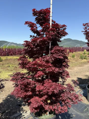 Acer palmatum 'Twombly's Red Sentinel' #20 5-6'