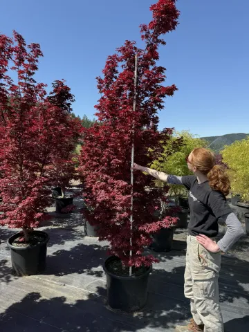 Acer palmatum 'Twombly's Red Sentinel' #20 7-8'