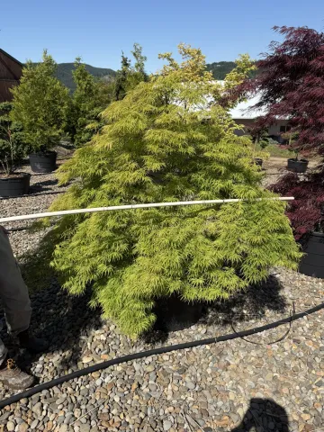Acer palmatum dissectum 'Virdis' #45 GPF