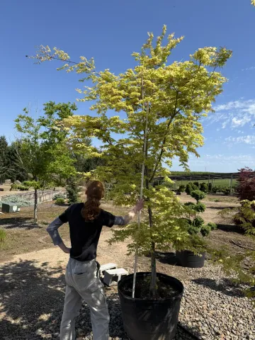 Acer palmatum 'Grandma's Ghost' #35