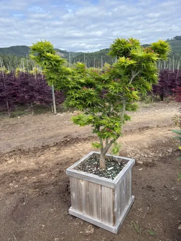 Acer palmatum 'Mikawa Yatsuba' Cedar Box 15"