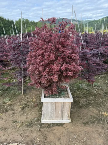 Acer palmatum 'Shaina' Cedar Box 15"