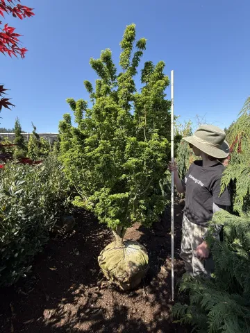 Acer palmatum 'Shishigashira' Specimen K4
