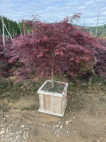 Acer palmatum dissectum 'Tamukeyama' Cedar Box 15"