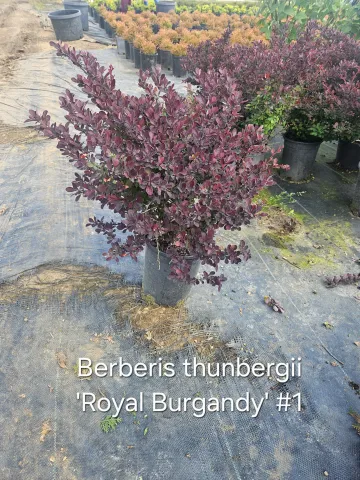 Berberis thunbergii 'Royal Burgandy' #1 D&D