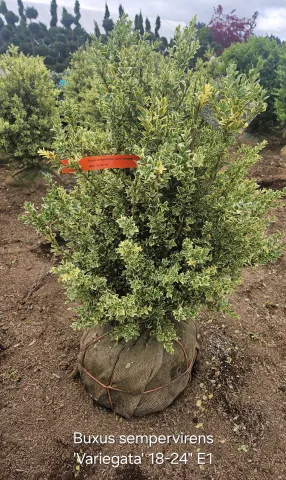 Buxus sempervirens 'Variegata' 18-24" E1