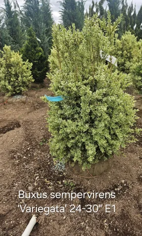 Buxus sempervirens 'Variegata' 24-30" E1