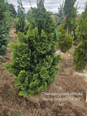Chamaecyparis obtusa 'Nana Gracilis' 24-30" H2