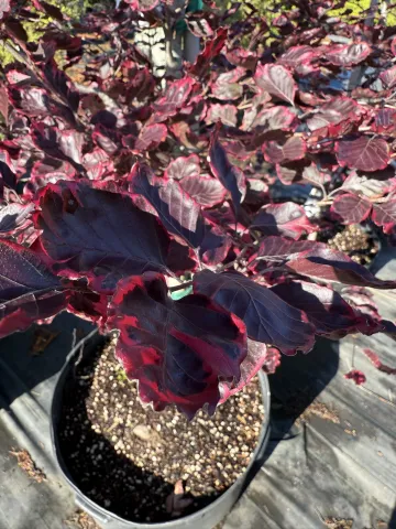 Fagus sylvatica 'Tricolor' Foliage Picture K4
