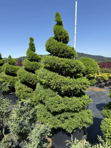 Picea glauca 'Conica' Spiral #45 GPF