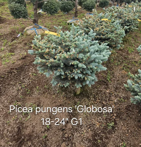 Picea pungens 'Globosa' 18-24" 