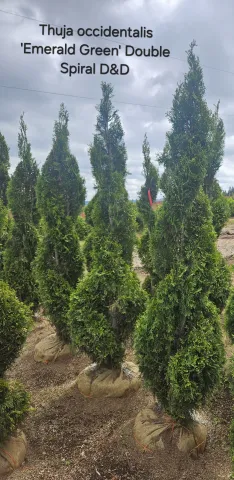 Thuja occidentalis 'Emerald Green' Double Spiral