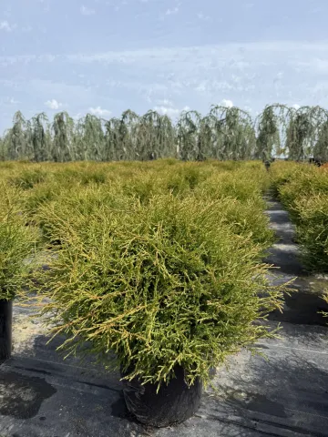 thuja_occidentalis_mr_bowling_ball_#3